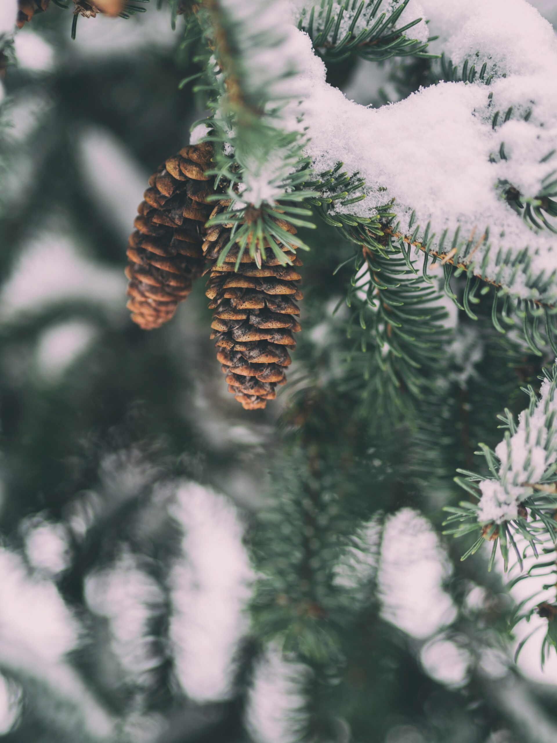 pinecones in the snow